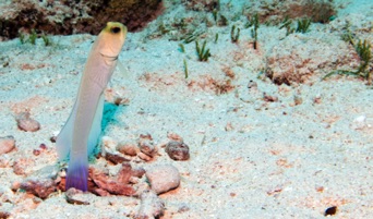 Yellow Head Jawfish